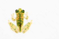 Reticulated glass frog (Hyalinobatrachium valerioi) captive, occurs in  Colombia, Costa Rica, Ecuador, and Panama