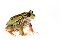 Marsupial frog (Gastrotheca riobambae) captive, endemic to Ecuador.