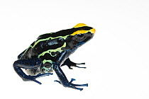 Dyeing poison arrow frog (Dendrobates tinctorius) captive, occurs in the Guiana Shield of South America.