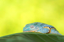 Fringed leaf frog (Cruziohyla craspedopus) captive, occurs in Amazonian South America.