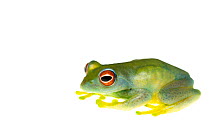 Red-eyed boophis frog (Boophis luteus) captive occurs in Madagascar.