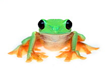 RF- Gliding tree frog (Agalychnis spurrelli) captive, occurs in  Colombia, Costa Rica, Ecuador, and Panama. (This image may be licensed either as rights managed or royalty free.)