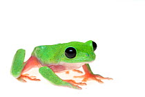 Morelet's tree frog (Agalychnis moreletii) captive occurs in Central America. Critically endangered species.