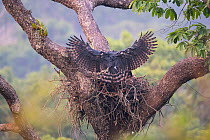 Harpy eagle (Harpia harpyja), female landing with monkey prey at nest, Carajas National Park, Amazonas, Brazil.