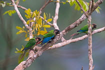 Santarem parakeet (Pyrrhura amazonum) stretching wing, Carajas National Park, Amazonas, Brazil.