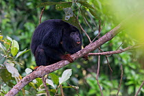 Red-handed howler monkey (Alouatta belzebul) howling, Carajas National Park, Amazonas, Brazil.