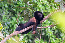 Red-handed howler monkey (Alouatta belzebul) resting in tree, Carajas National Park, Amazonas, Brazil.