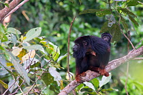 Red-handed howler monkey (Alouatta belzebul) mother carrying baby, Carajas National Park, Amazonas, Brazil.