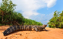Yacare caiman (Caiman yacare) basking on river bank, Pantanal, Brazil