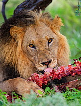 Lion (Panthera leo) male feeding on carcass, Central Kalahari Game Reserve, Botswana