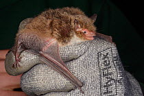 Daubenton's bat (Myotis daubentonii) held during an autumn swarming survey run by the Wiltshire Bat Group, near Box, Wiltshire, UK, September. Model released.