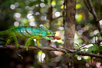 Parson's Chameleon (Calumma parsonii) male hunting, Andasibe NP, Madagascar