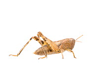 Grasshopper (Pezotettix giornae) female, France, July, Meetyourneighbours.net project