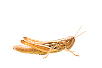 Sharp-tailed grasshopper (Euchorthippus declivus) female, France, July, Meetyourneighbours.net project