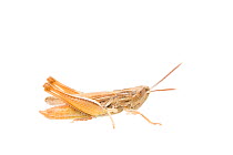 Grasshopper (Euchorthippus pulvinatus) female, France, July, Meetyourneighbours.net project