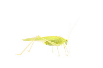 Mediterranean katydid (Phaneroptera nana) male, France, July, Meetyourneighbours.net project