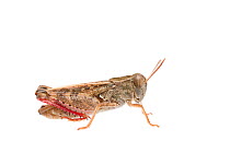 Grasshopper (Calliptamus barbarus) male, France, July, Meetyourneighbours.net project