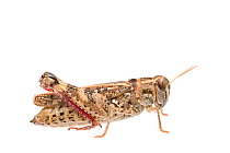Grasshopper (Calliptamus barbarus) female, France, July, Meetyourneighbours.net project