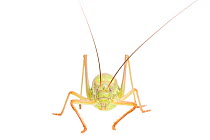 Saddle-backed bush-cricket (Ephippiger diurnus) male, France, July,  Meetyourneighbours.net project