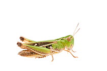 Stripe-winged grasshopper (Stenobothrus lineatus) female, France, July,  Meetyourneighbours.net project