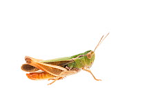 Stripe-winged grasshopper (Stenobothrus lineatus) male, France, July,  Meetyourneighbours.net project