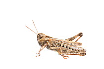 Orange-tipped grasshopper (Omocestus haemorrhoidalis) female, Germany, August, Meetyourneighbours.net project