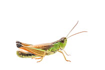 Water-meadow grasshopper (Pseudochorthippus montanus) male, The Netherlands, September,  Meetyourneighbours.net project