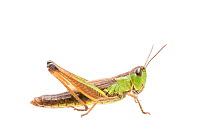 Water-meadow grasshopper (Pseudochorthippus montanus) female, The Netherlands, September,  Meetyourneighbours.net project