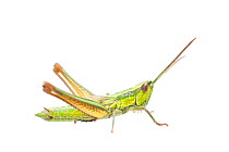 Small gold grasshopper (Euthystira brachyptera) male, Germany, September, Meetyourneighbours.net project