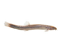 Pond Loach (Misgurnus anguillicaudatus) adult, The Netherlands, December, Meetyourneighbours.net project. Introduced species.