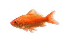 Goldfish (Carassius auratus auratus) adult, The Netherlands, June, Meetyourneighbours.net project