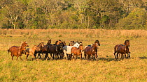 Band of wild Pantaneiro horses galloping on the vast plains, Pantanal, Mato Grosso do Sul, Brazil.