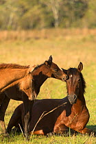 Wild Pantaneiro four-month old colt nibbles his resting mother, watched by yearling brother, Pantanal, Mato Grosso do Sul, Brazil.