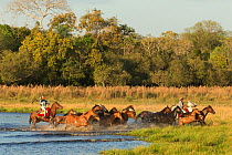 Two cowboys mounted on a Pantaneiro stallion, round up a band of wild Pantaneiro horses, Pantanal, Mato Grosso do Sul, Brazil. August 2015.