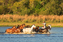 Cowboy mounted on a Pantaneiro stallion, rounds up a band of wild Pantaneiro horses in water, Pantanal, Mato Grosso do Sul, Brazil, August 2015.