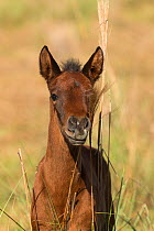 Portrait of a wild Pantaneiro four-month old colt or foal, Pantanal, Mato Grosso do Sul, Brazil. August 2015.