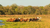Cowboy mounted on a Pantaneiro stallion, rounds up a band of wild Pantaneiro horses, Pantanal, Mato Grosso do Sul, Brazil.