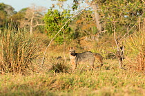 Crab-eating fox (Cerdocyon Thous) standing alert in the vast plains, Pantanal, Mato Grosso do Sul, Brazil.