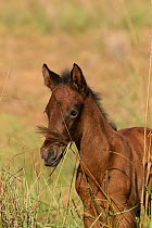 Portrait of a wild Pantaneiro four-month old colt, Pantanal, Mato Grosso do Sul, Brazil.