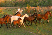Cowboy mounted on a Pantaneiro stallion, rounding up a band of wild Pantaneiro horses, Pantanal, Mato Grosso do Sul, Brazil. August 2015.