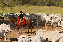 Cowboy on his Pantaneiro stallion, lassoing a Nelore calf for vaccination, among a herd of Nerole cattle, Pantanal, Mato Grosso do Sul, Brazil. August 2015.