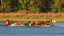 Two cowboys mounted on  Pantaneiro stallion, round up a band of wild Pantaneiro horses in water, Pantanal, Mato Grosso do Sul, Brazil. August 2015.