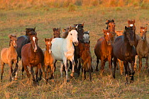 Band of wild Pantaneiro horses gallops on the vast plains, Pantanal, Mato Grosso do Sul, Brazil. August.