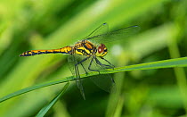 Black darter dragonfly (Sympetrum danae) resting, Kymenlaakso, Finland, August.