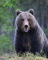 Brown bear (Ursus arctos) male portrait, Kainuu, Finland, May.