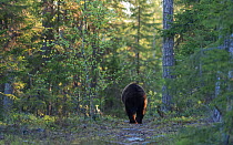 Brown bear (Ursus arctos) walking away, Kainuu, Finland, May.
