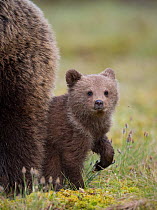 Brown bear (Ursus arctos) cub age a few months, Kainuu, Finland, May.