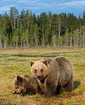 Brown bear (Ursus arctos) mother with 18 month cub with mother, Kainuu, Finland, May.