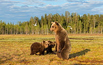Brown bear (Ursus arctos) mother with 18 month cubs with mother, Kainuu, Finland, May.
