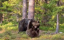 Brown bears (Ursus arctos) juveniles play fighting, Kainuu, Finland, May.